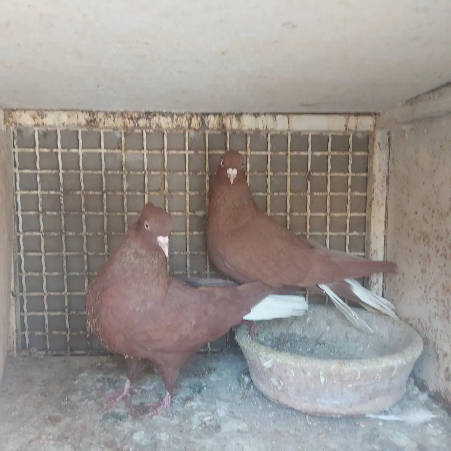 کبوتر|پرنده|مرودشت, شهرک مهدیه|دیوار