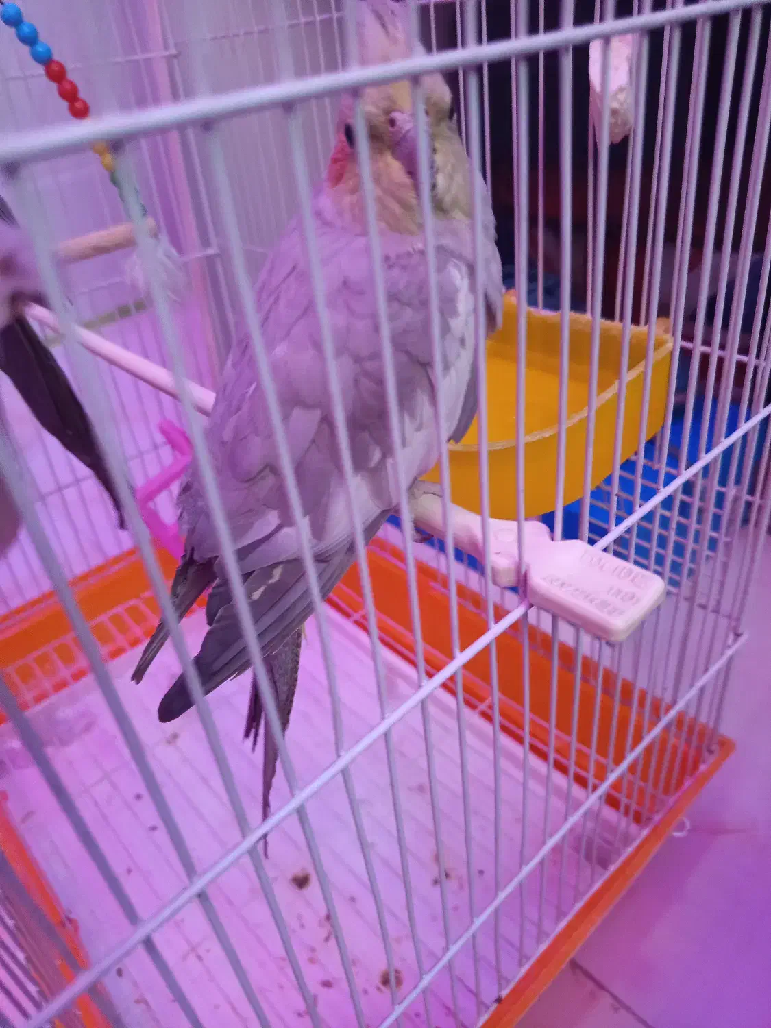 یه عروس هلندی ماده|پرنده|کهریزک, |دیوار