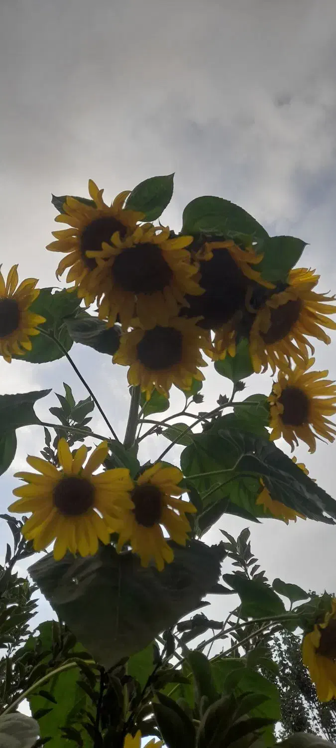 افراد باز نشسته بخوانند،|فعالیت داوطلبانه|همدان, |دیوار