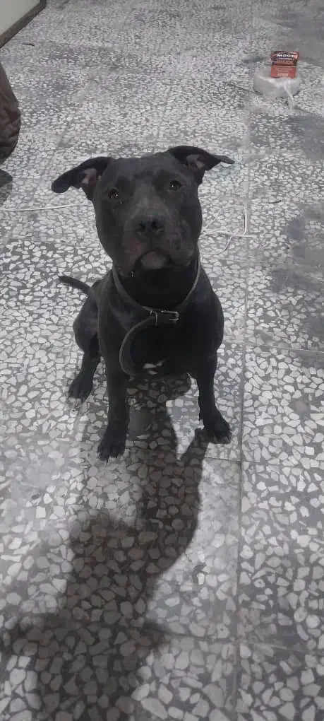 سگ پیت بول|سگ|کرج, شاهین‌ویلا|دیوار