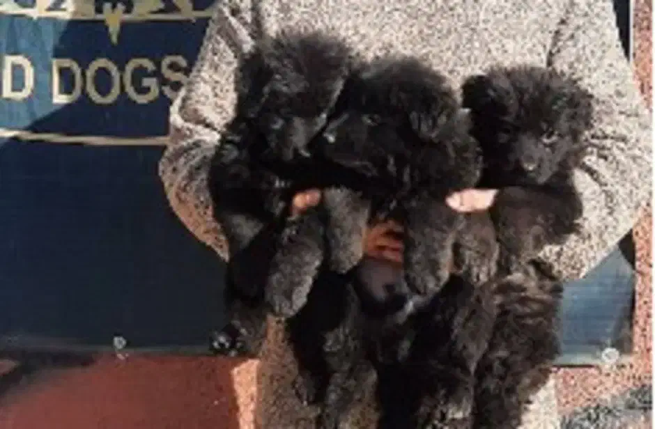 سگ محبوب خانواده ژرمن شپهرد همبازی کودکان|سگ|تهران, چیتگر شمالی|دیوار