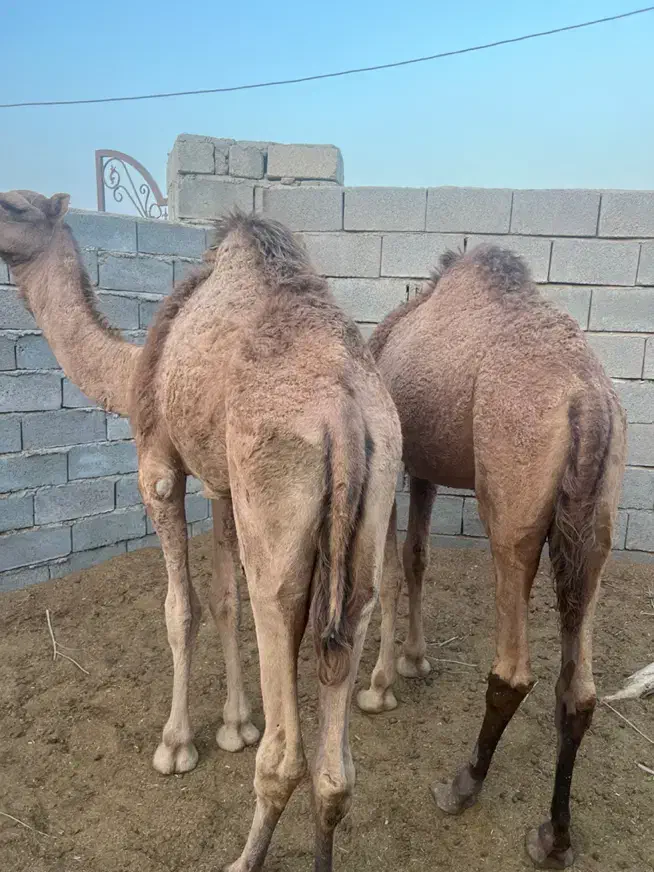 شتر نر|حیوانات مزرعه|بندرعباس, |دیوار