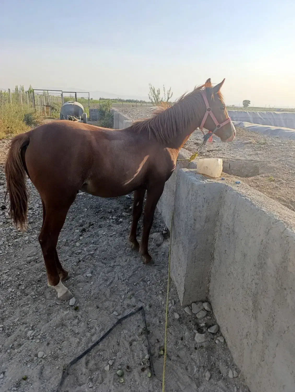 اسب|اسب و تجهیزات اسب‌سواری|نظرآباد, نظرآباد|دیوار