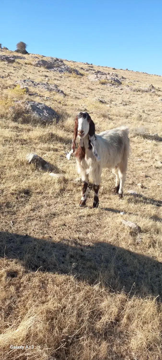 بزغاله داشتیدرجه یک|حیوانات مزرعه|سرپل ذهاب, |دیوار