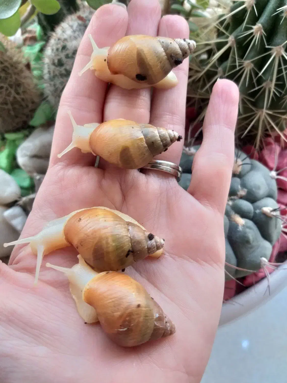 حلزون.پت خانگی|خزنده|قرچک, مهدیه|دیوار