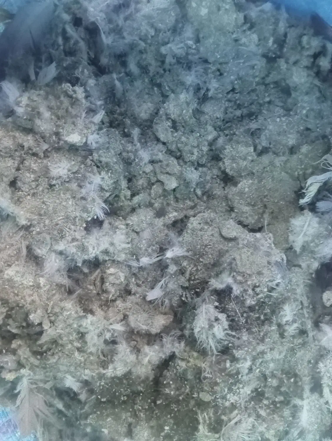 کود کفتر|گل و گیاه طبیعی|کاشمر, |دیوار