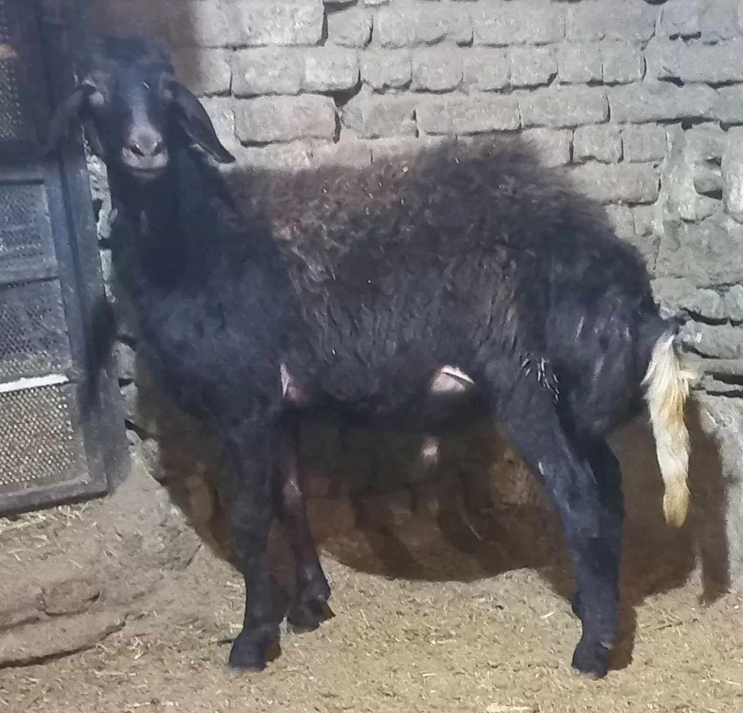 قوچ و بره قوچ کیلویی|حیوانات مزرعه|ملایر, |دیوار