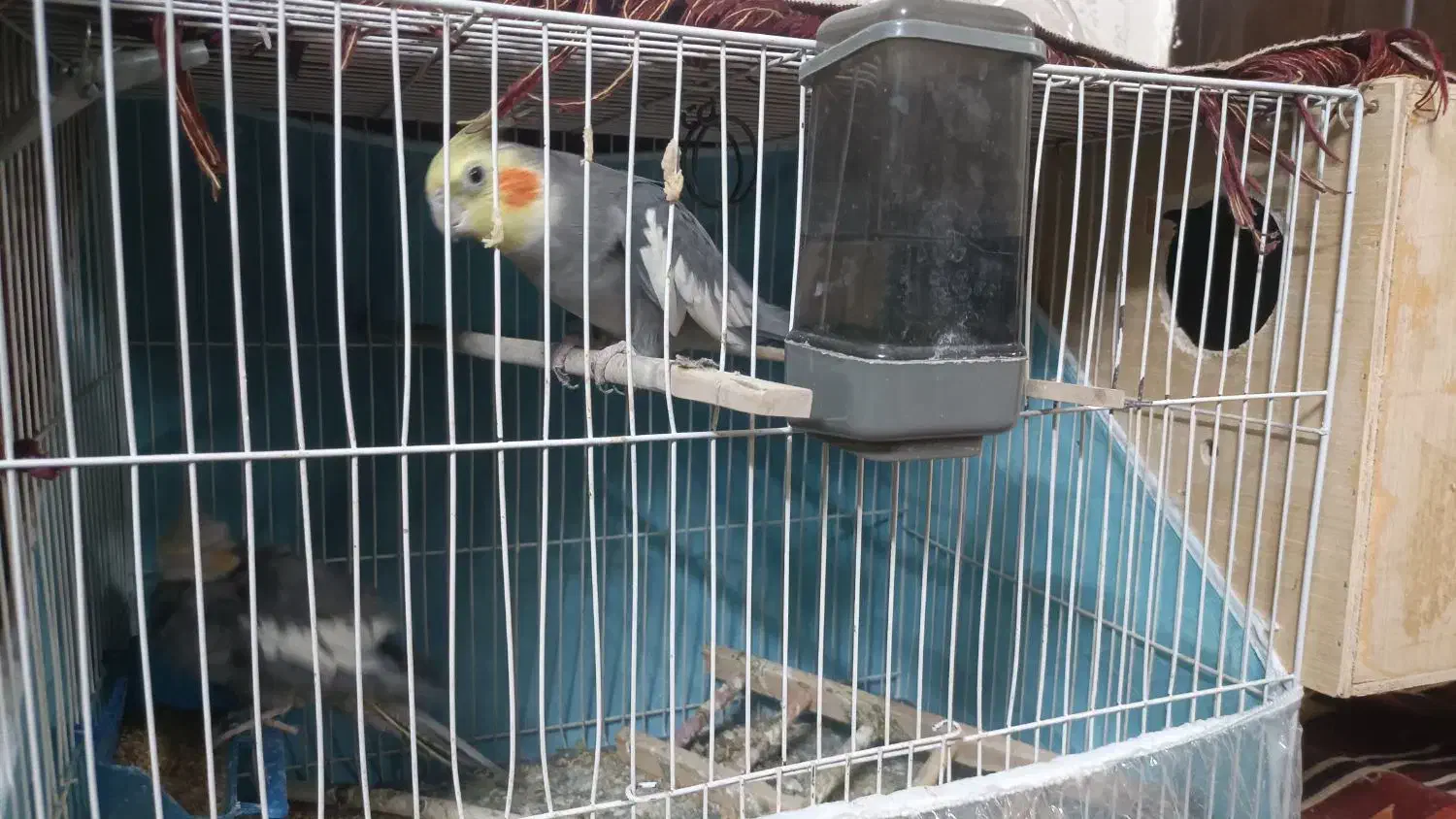 عروس هلندی نر سرمست با قفس و لونه و....|پرنده|مشهد, استاد یوسفی (شهرک غرب)|دیوار