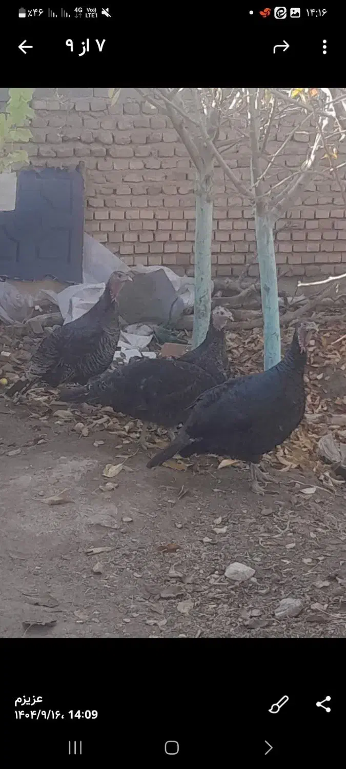 خروس وبوقلمون چاق برای کشتن|حیوانات مزرعه|نیشابور, فضل|دیوار