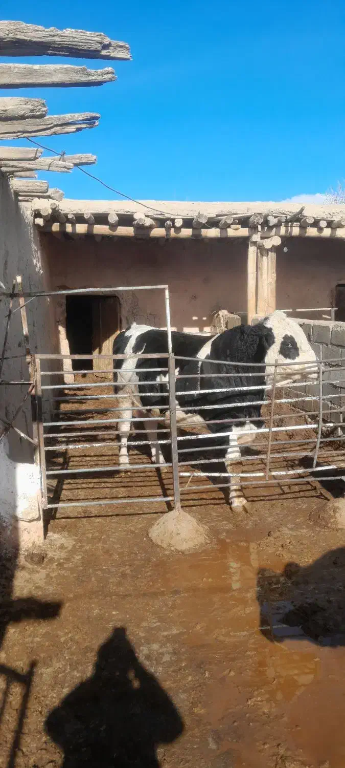 گوساله نر|حیوانات مزرعه|اسفراین, |دیوار