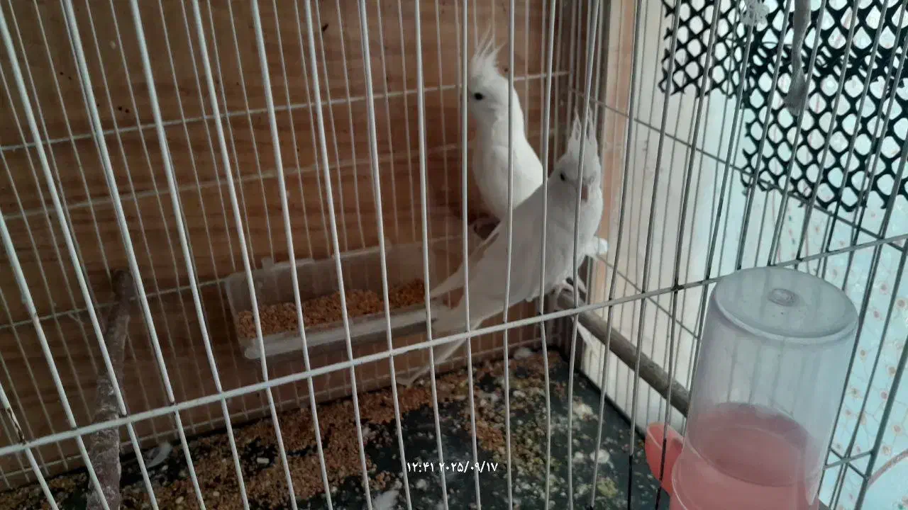 عروس هلندی آلبینو|پرنده|تربتحیدریه, طالقانی|دیوار