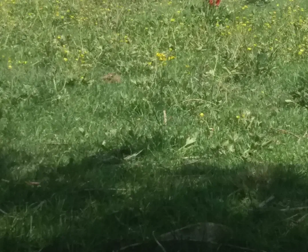 کود سفید ۵۰عدد ۱۱۰۰هزار|گل و گیاه طبیعی|مهربان, |دیوار