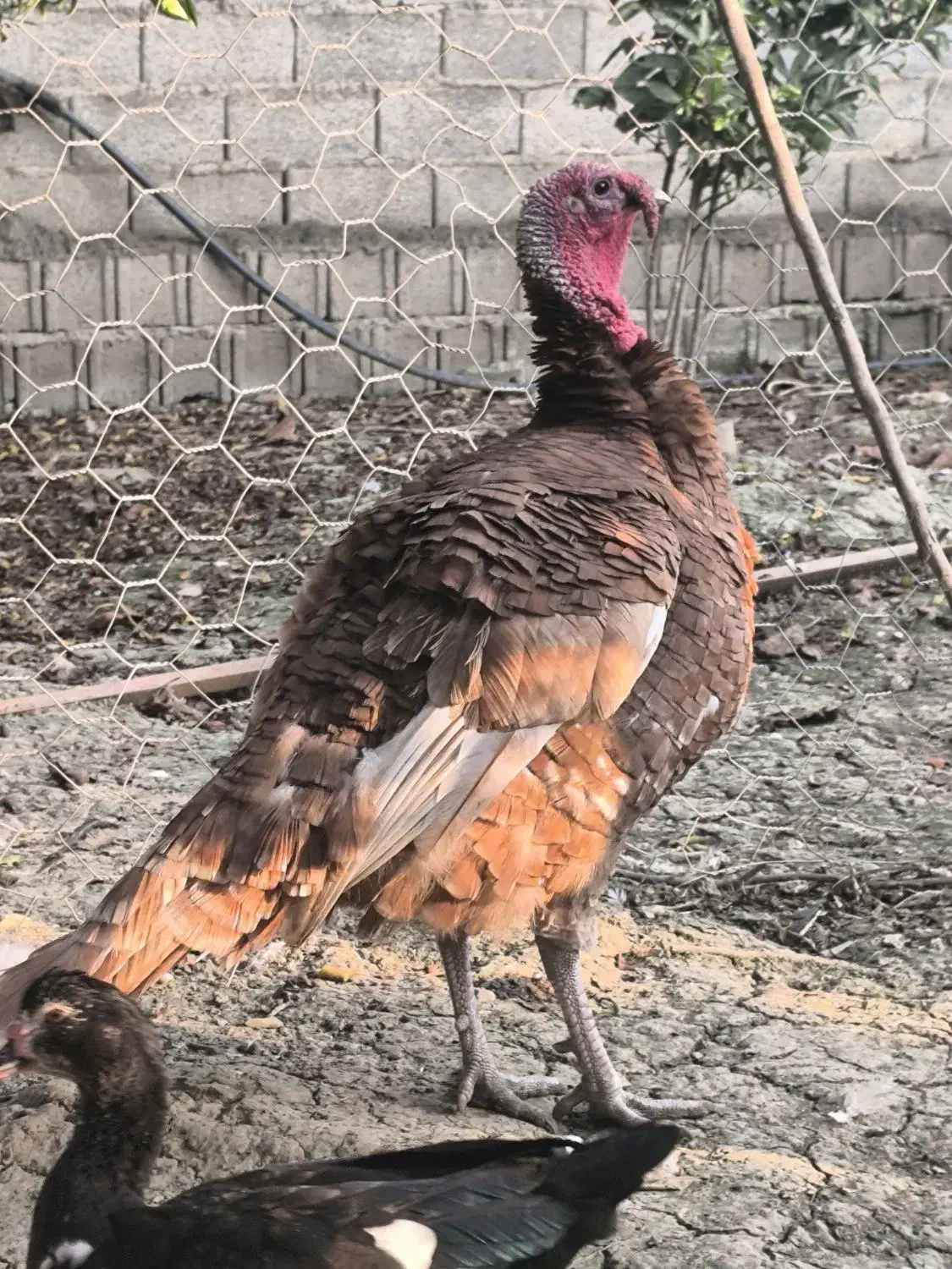 بور بورن هلندی|حیوانات مزرعه|قائمشهر, |دیوار