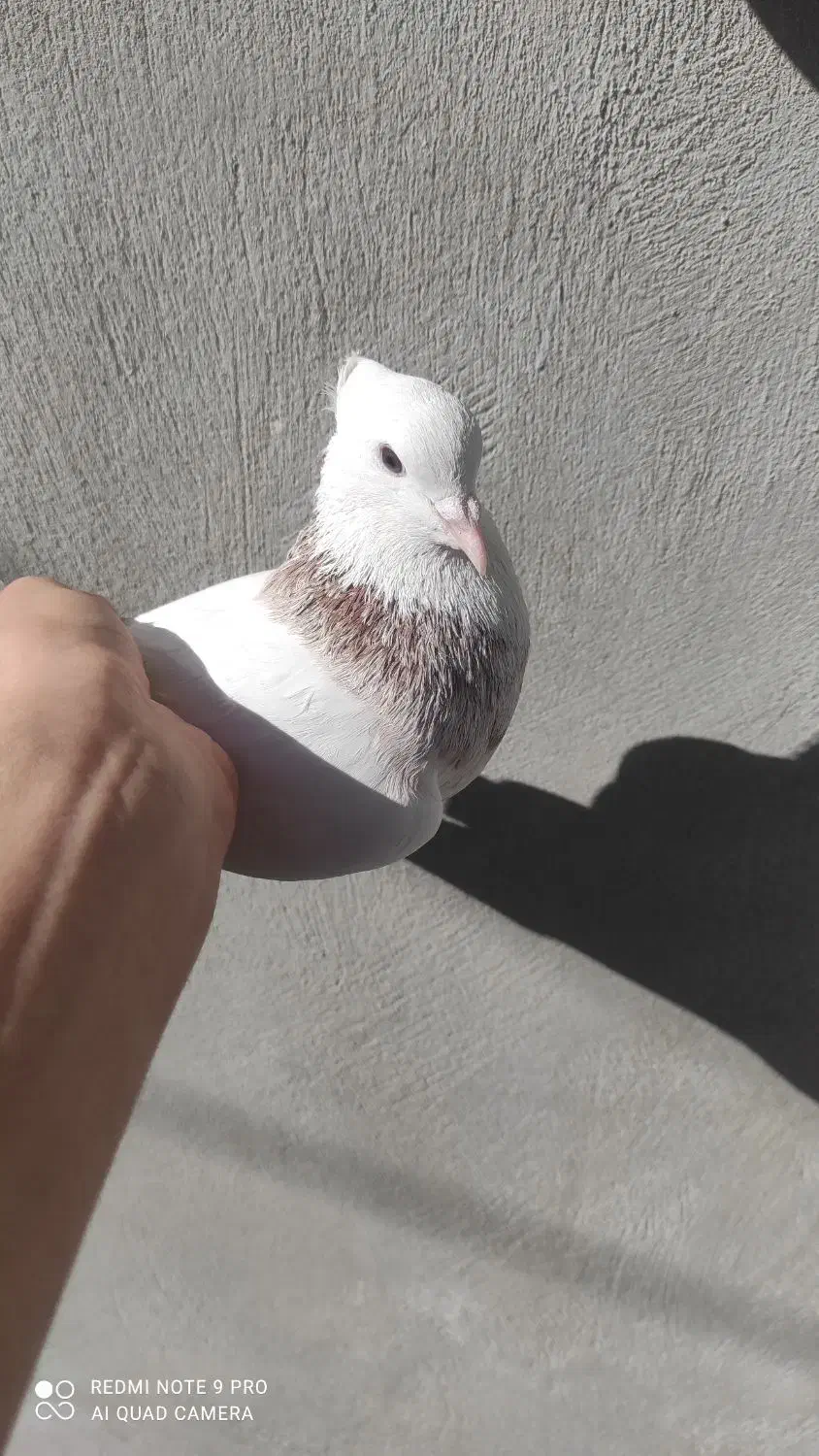 گمشده|حیوانات|یاسوج, |دیوار