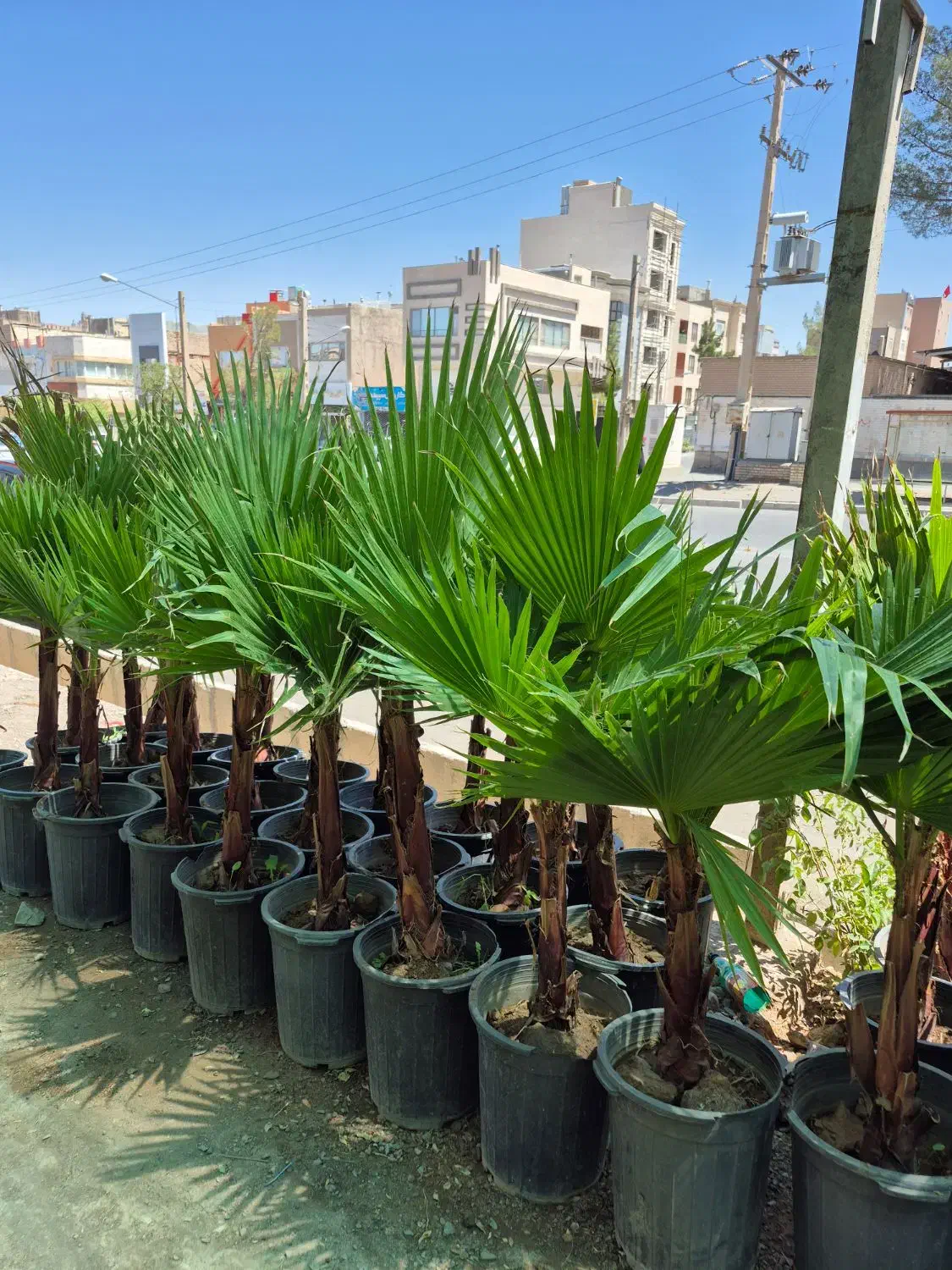 درخت نخل پالم بادبزنی *گلخانه من*|گل و گیاه طبیعی|بیرجند, |دیوار