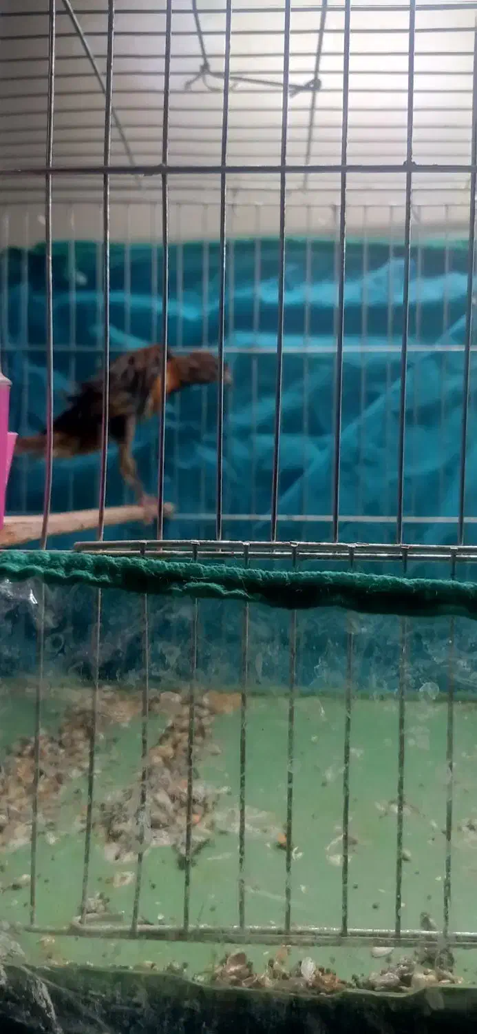 قناری رسمی بلند نر|پرنده|کرمان, |دیوار