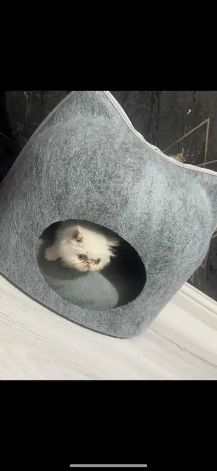 گربه|گربه|تهران, ایرانشهر|دیوار