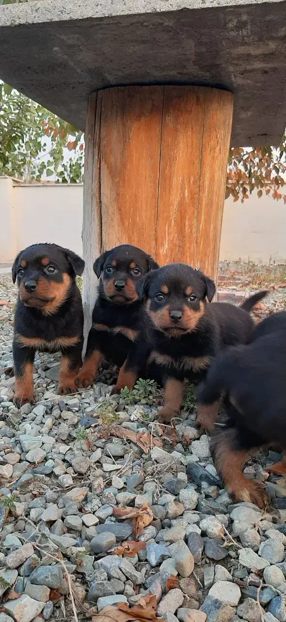 سگ روتوایلر پوزه دلقکی پوزه مکعبی نگهبانی خاص|سگ|کرج, فاز ۲ مهرشهر|دیوار