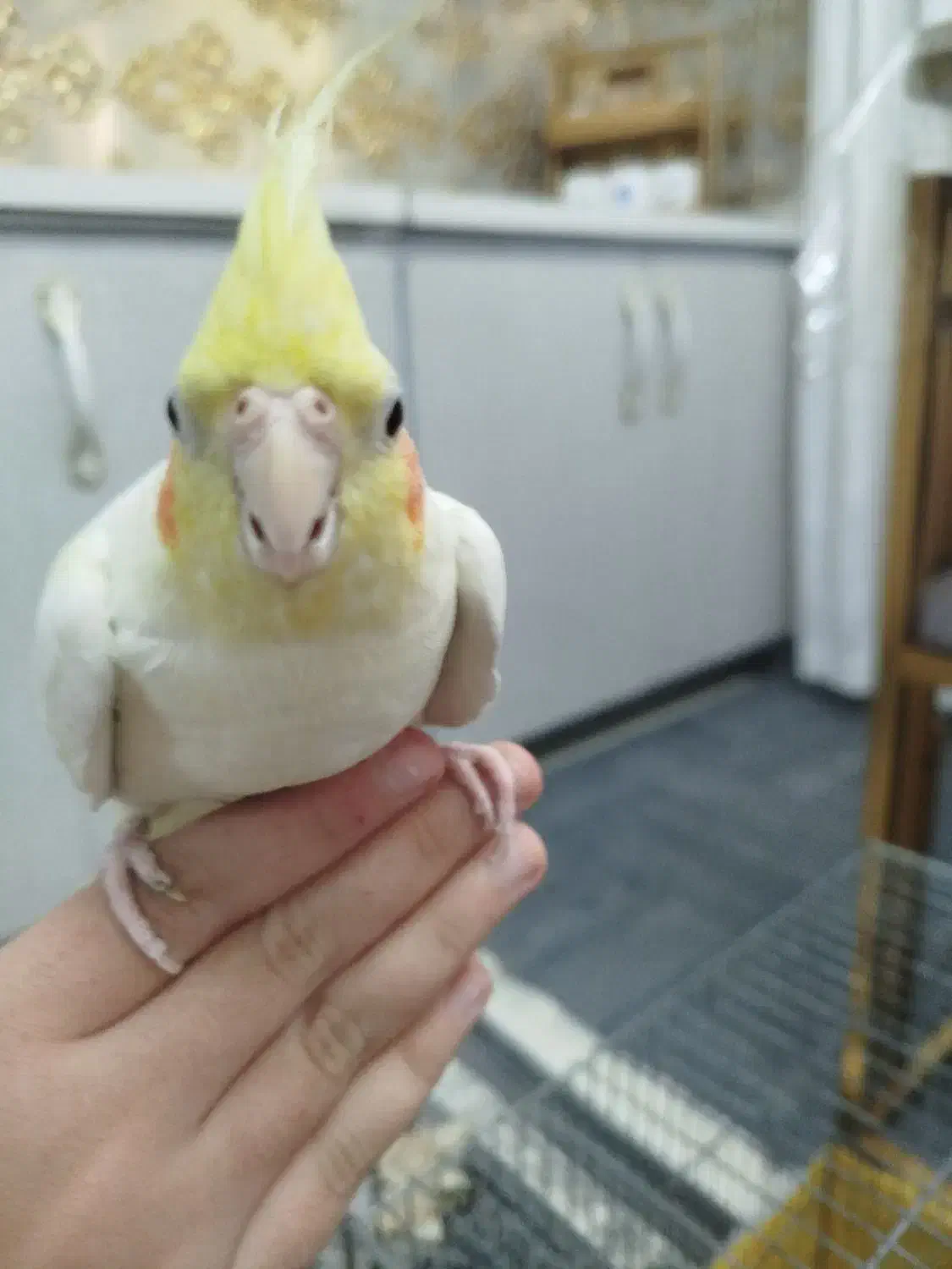 عروس هلندی جفت|پرنده|مشکیندشت, |دیوار