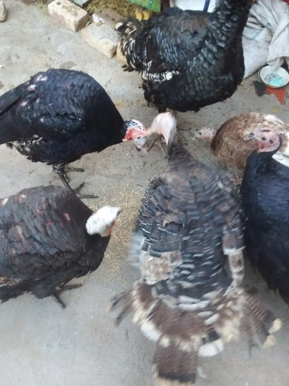 بوقلمون کیلویی ۲۳۰|حیوانات مزرعه|تربت جام, یحیی آباد|دیوار