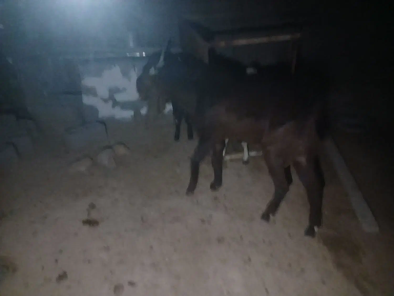 فروش نر بز افغانی یکساله|حیوانات مزرعه|دهلران, |دیوار