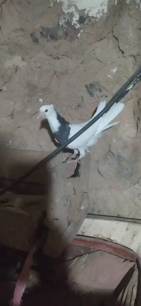 جوجه طوقی|پرنده|ایذه, |دیوار