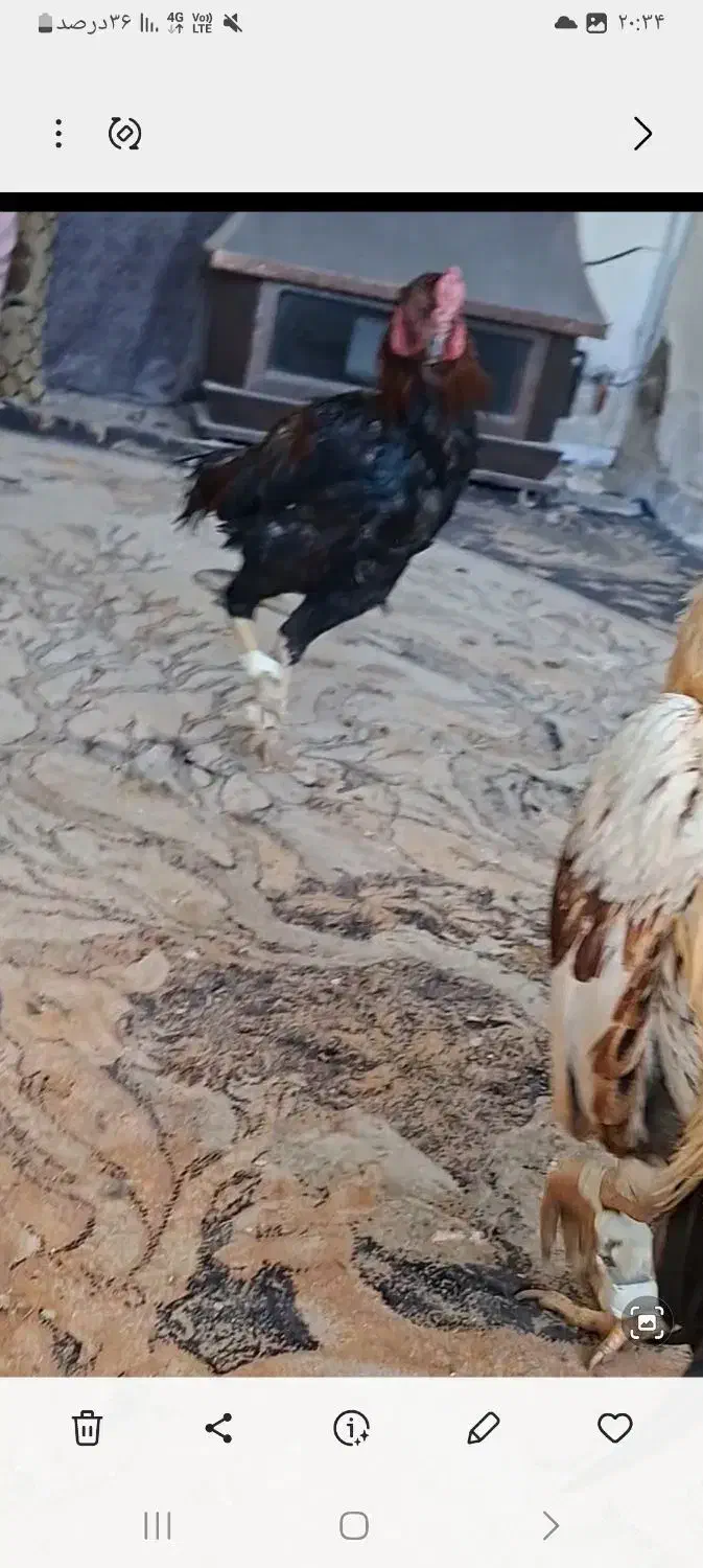 خروس لاری|حیوانات مزرعه|ماهدشت, |دیوار