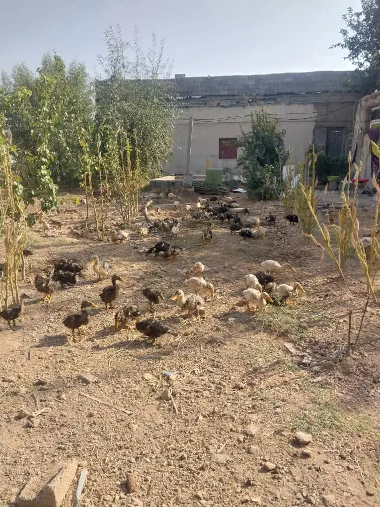 فروش اردک محلی|حیوانات مزرعه|ری, فیروزآباد|دیوار