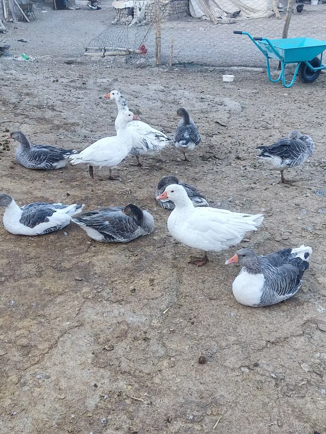 غاز و بوقلمون فروشی|حیوانات مزرعه|بیرانوند, |دیوار