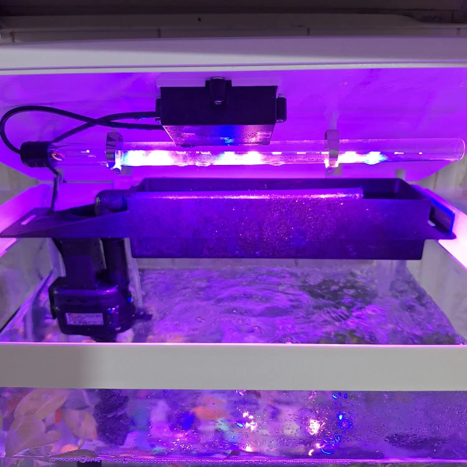 اکواریم با ماهی|ماهی|اصفهان, عمان سامانی|دیوار