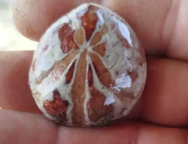 فسیل اصل|کلکسیون اشیاء عتیقه|گوآور, |دیوار