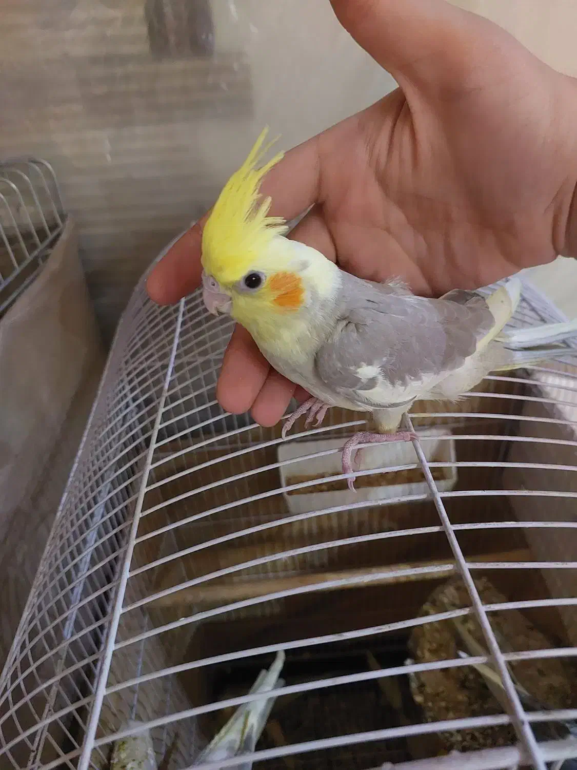 عروس هلندی|پرنده|تهران, چهارصد دستگاه|دیوار