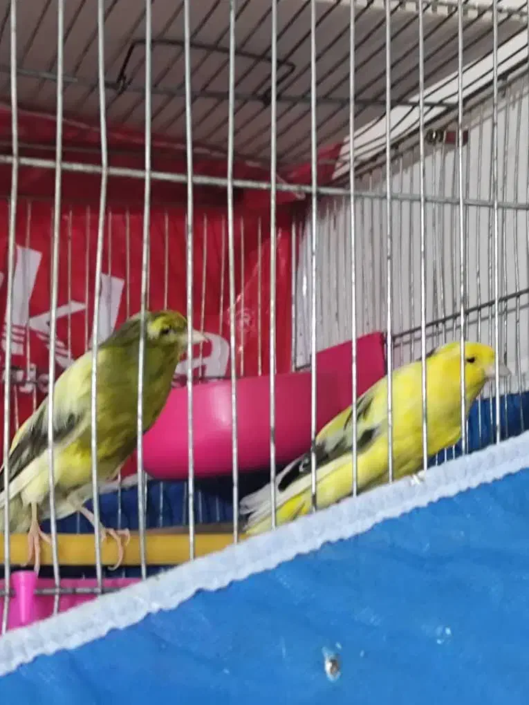 سلام قناری سالم سرحال قیمت توافقی|پرنده|خمینی‌شهر, |دیوار