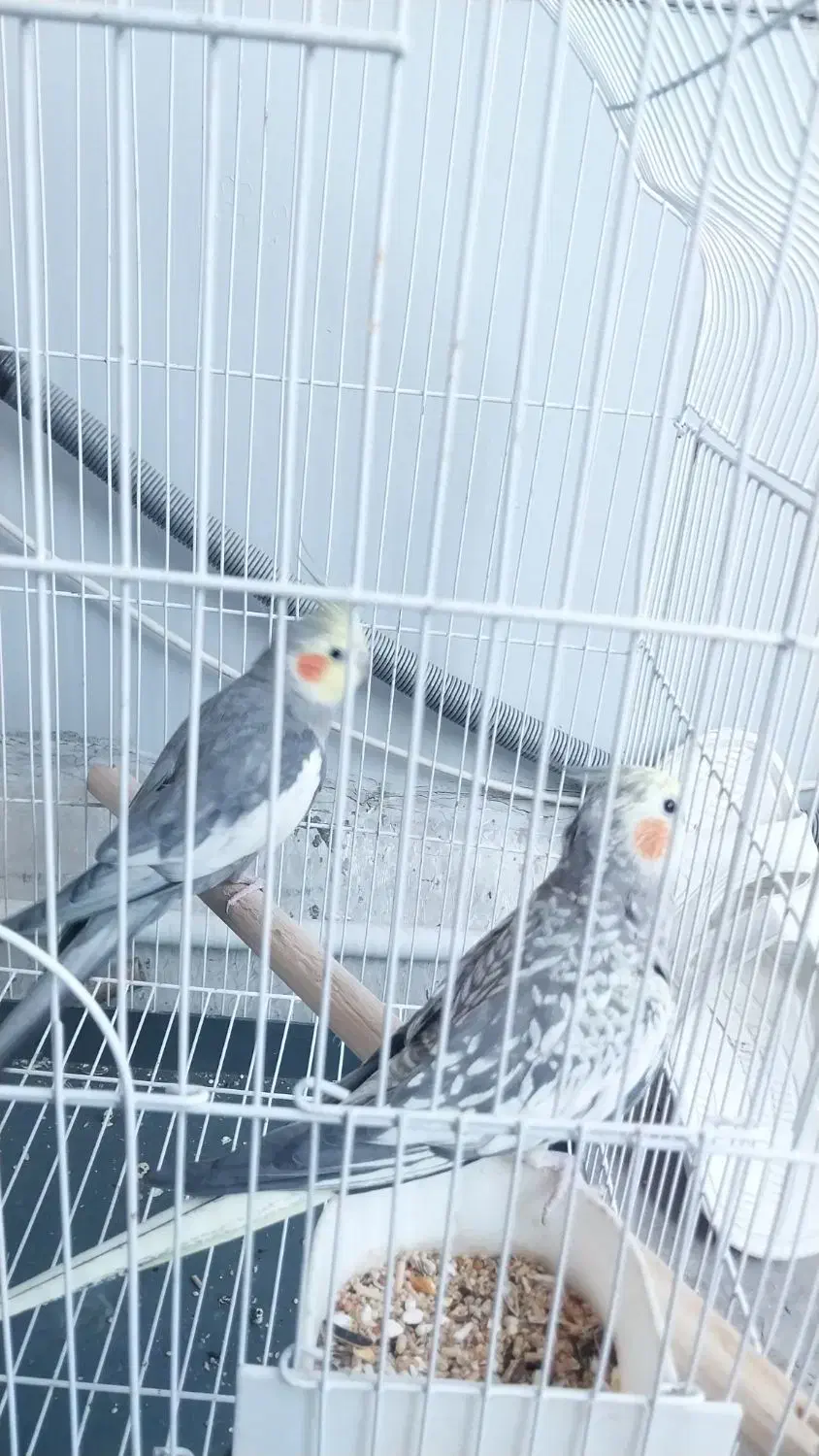 عروس هلندی مولد جوجه بزرگ کن|پرنده|بروجرد, |دیوار