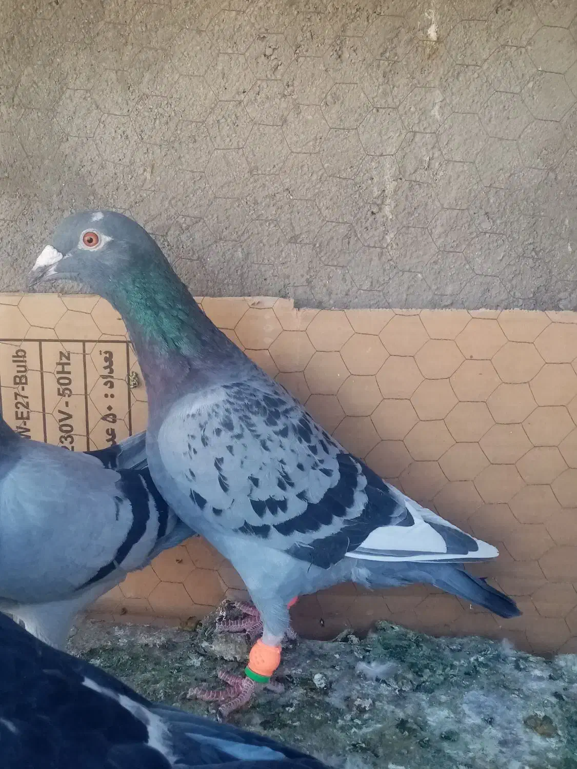 دانه 2500000|پرنده|تایباد, |دیوار