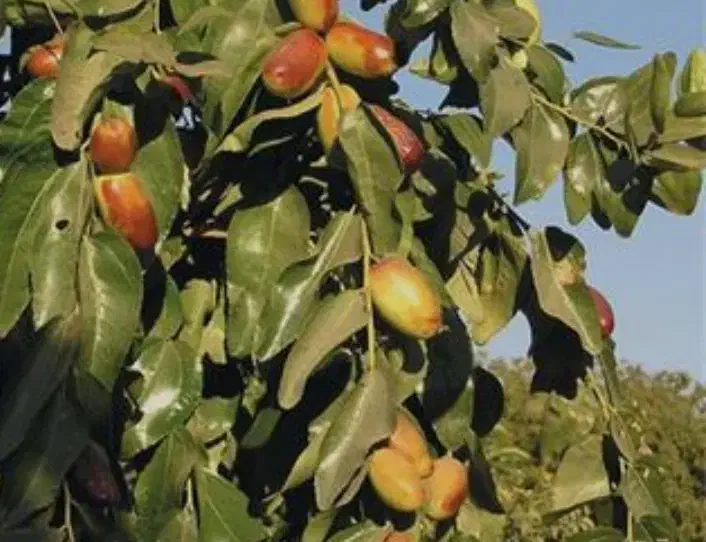 نهال عناب پیوندی|خدمات باغبانی و درختکاری|زند, |دیوار