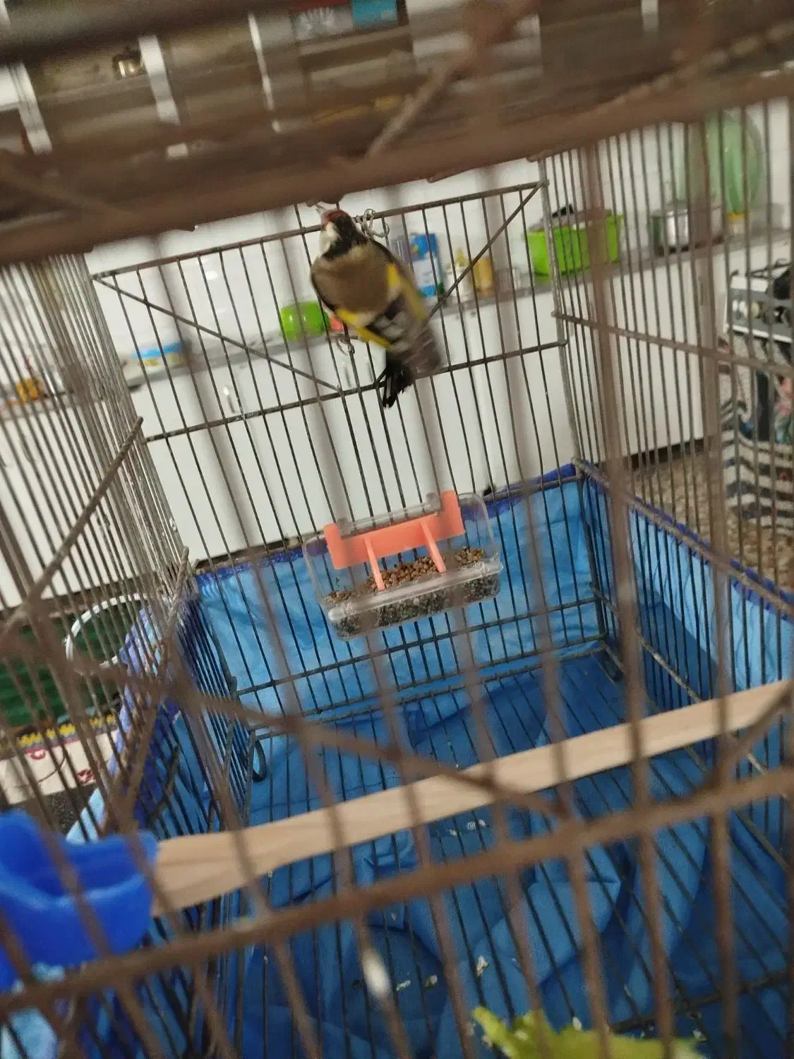 سهره ماده|پرنده|کوهدشت, |دیوار