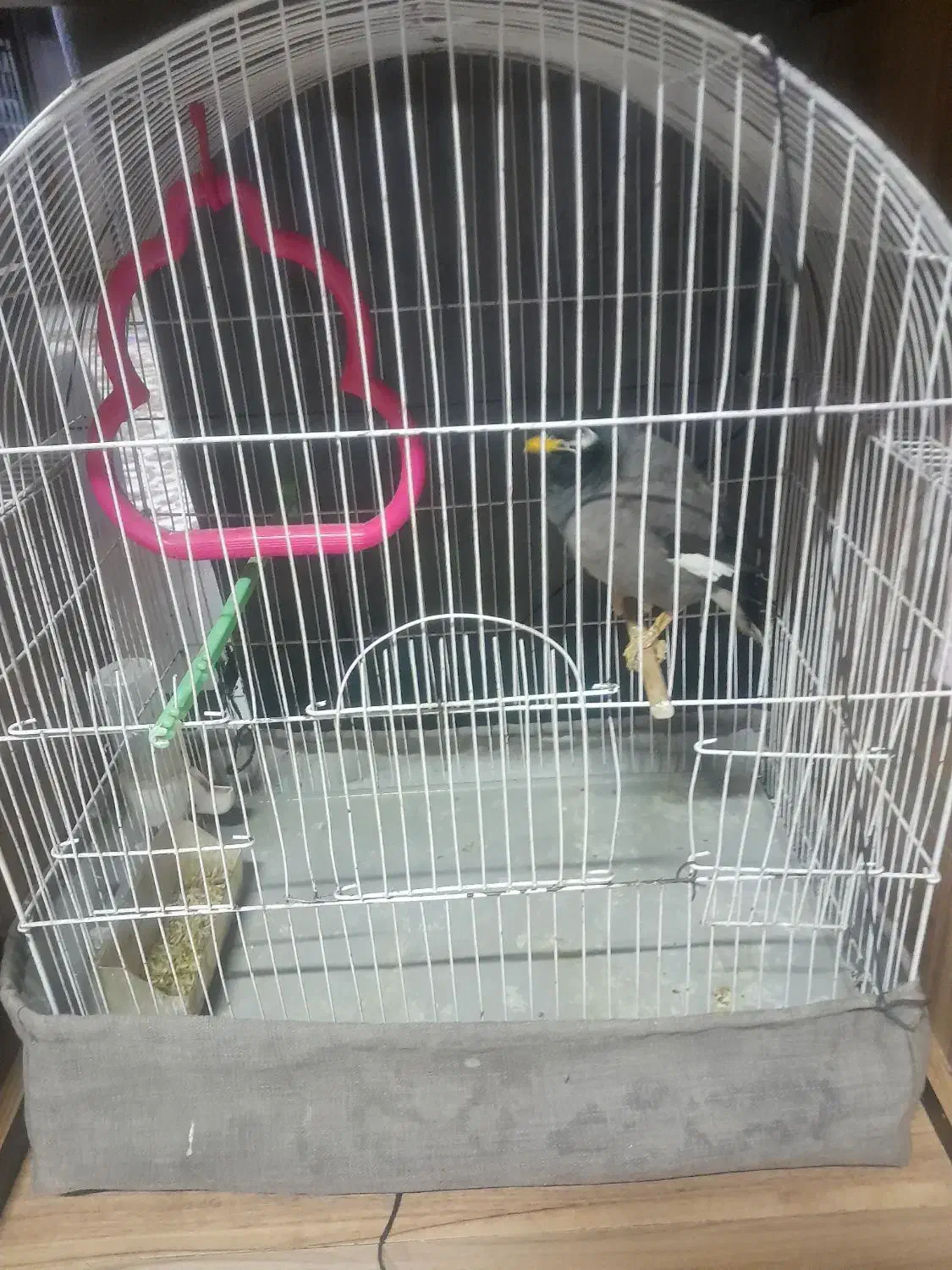 مرغ مینا|پرنده|مشهد, آیت الله کاشانی|دیوار