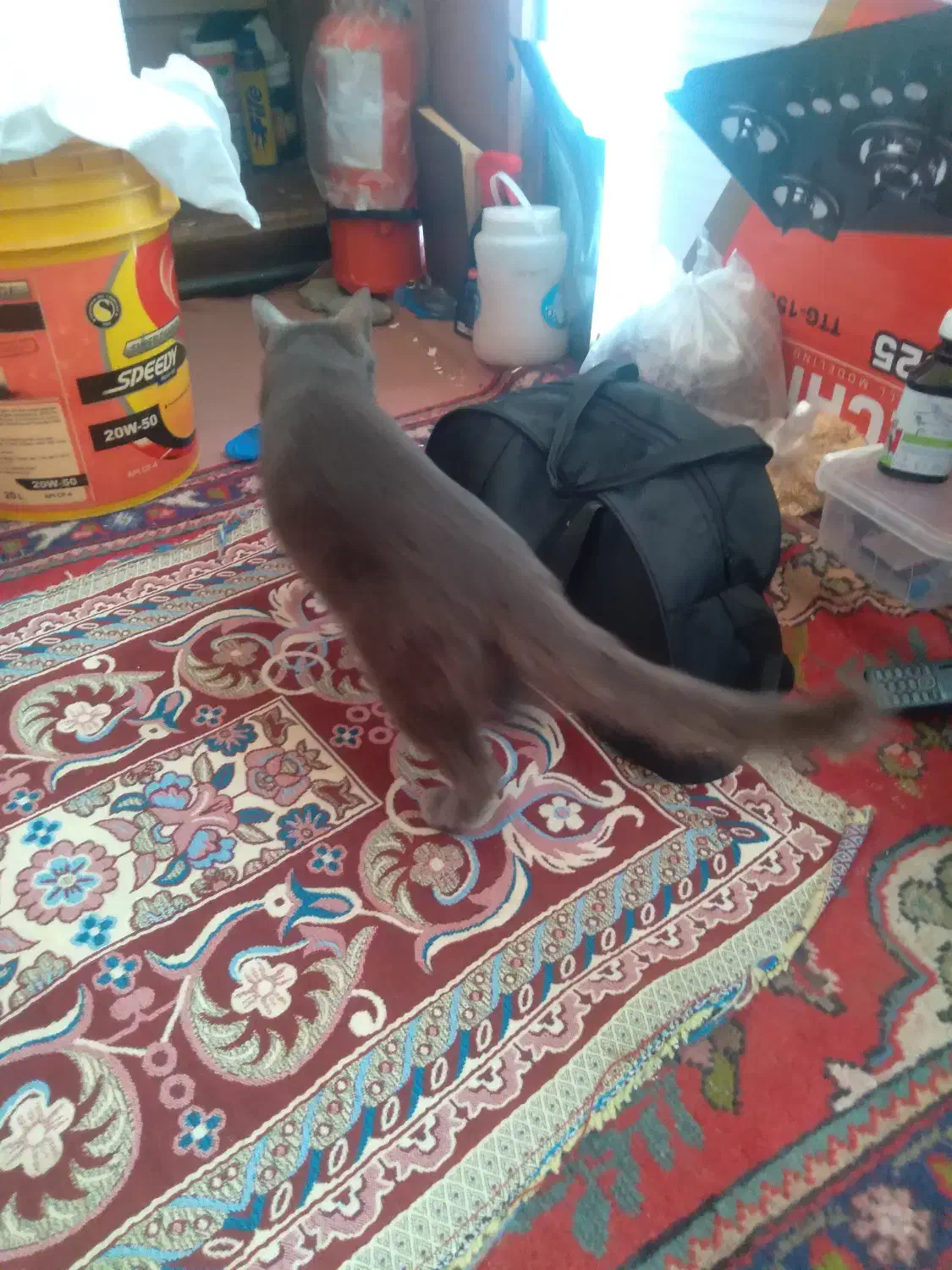 گربه خانگی|گربه|خوی, |دیوار