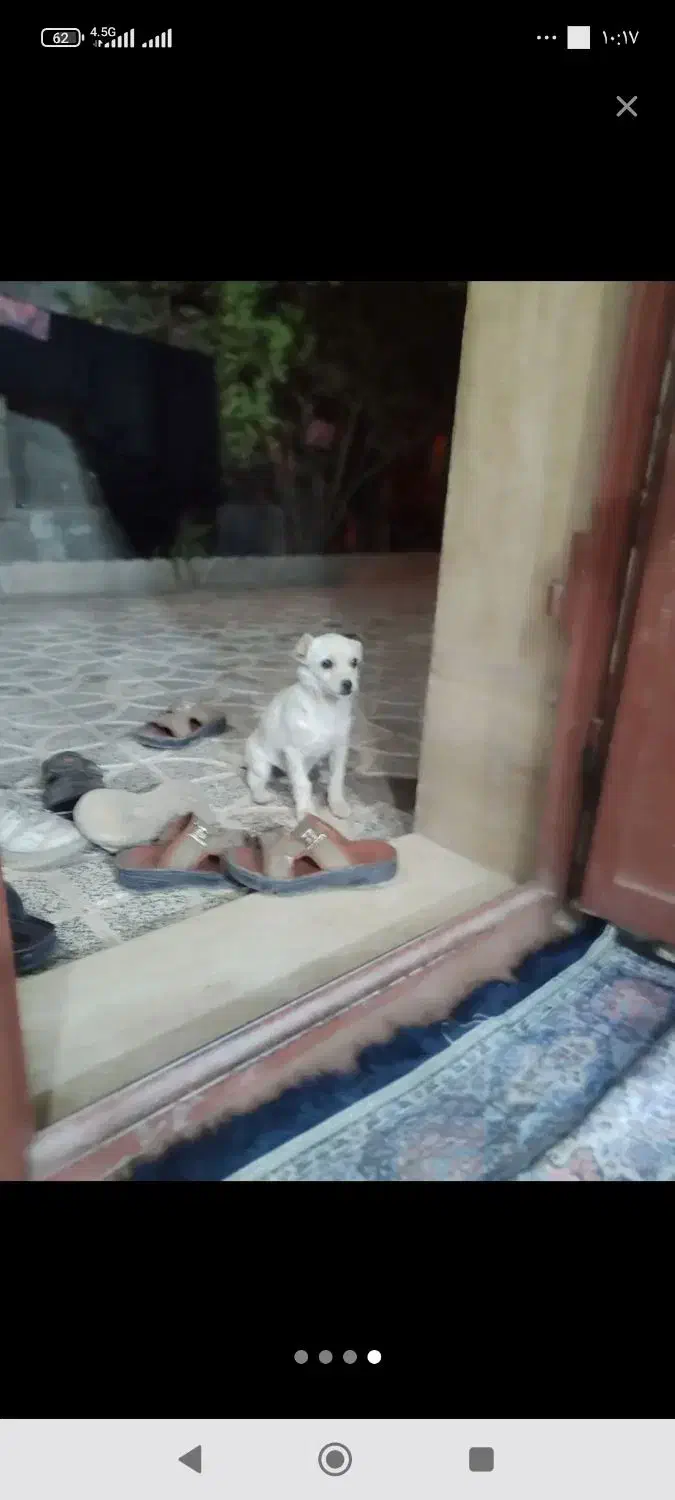 گم شده|سگ|دهبکری, |دیوار