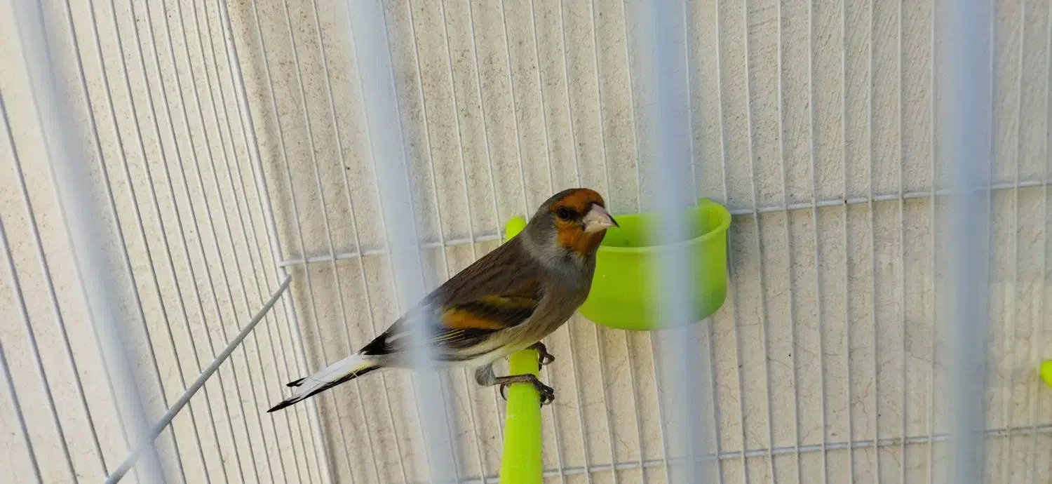 دوعدد سهره قناری سیاه مست|پرنده|مشهد, شهرک رازی (شهرک غرب)|دیوار