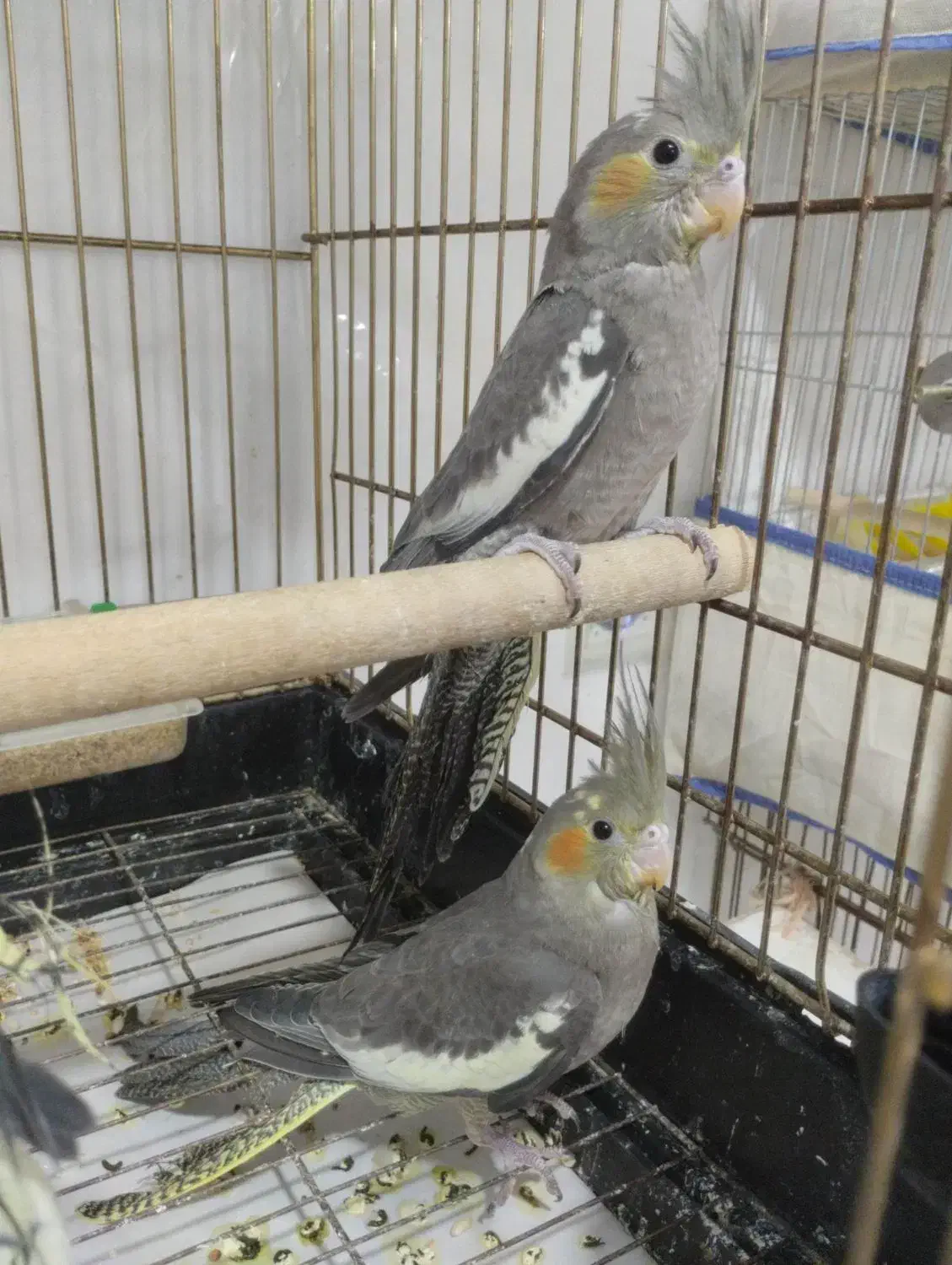 عروس هلندی|پرنده|قم, باغ کرباسی|دیوار