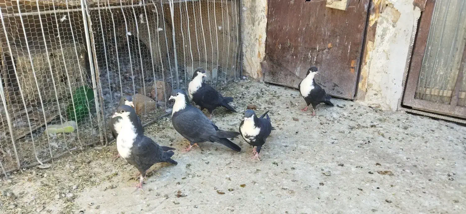 کبوتر|پرنده|درمیان, |دیوار