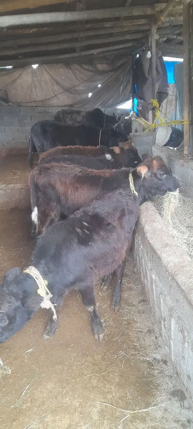 فروش فوری ۶گوساله نر محلی|حیوانات مزرعه|بابکان, |دیوار