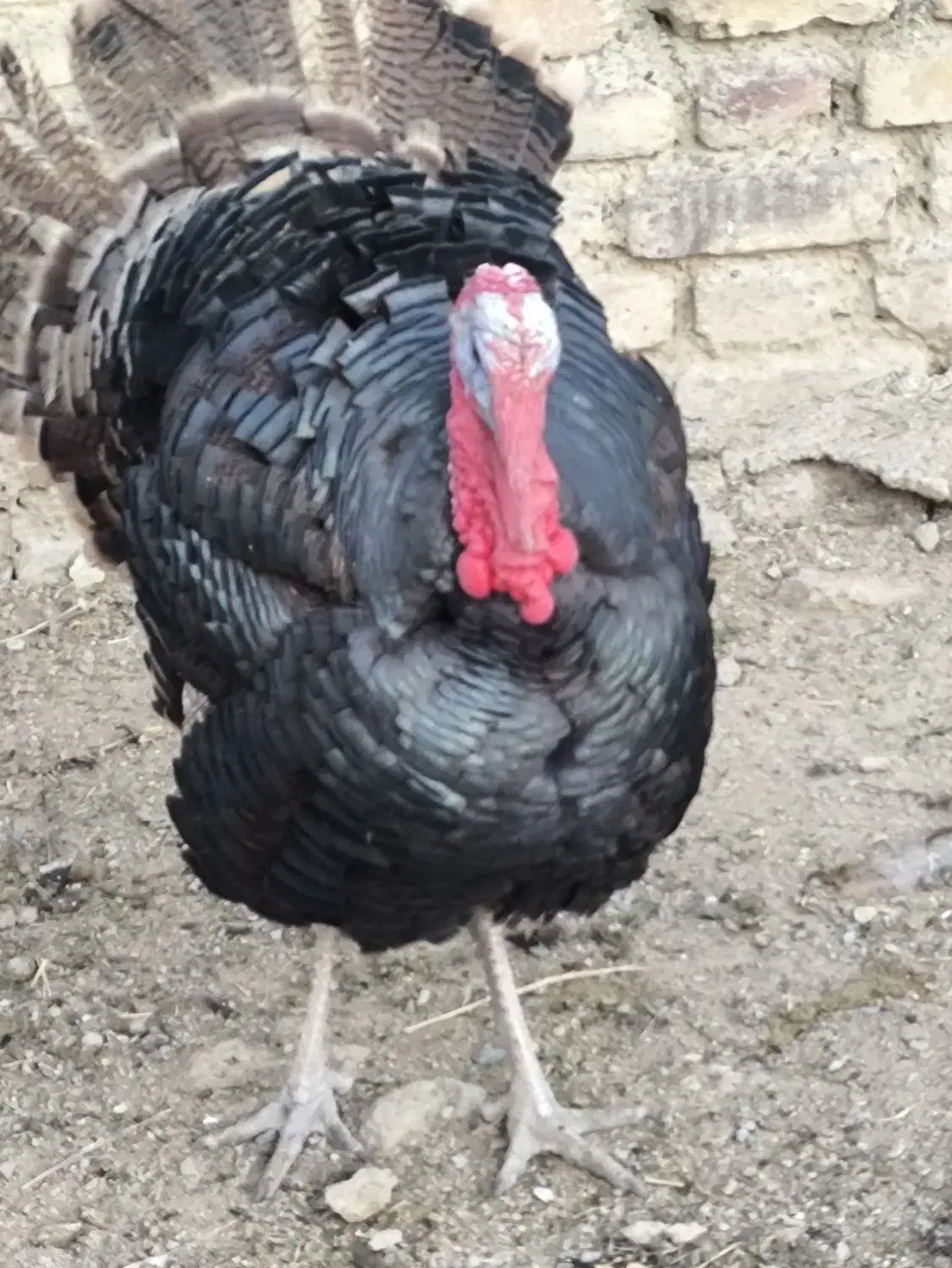 بوقلمون نر و ماده برنز|حیوانات مزرعه|شازند, |دیوار