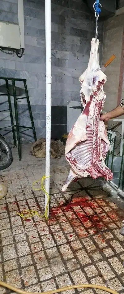 قصاب|حیوانات مزرعه|مشهد, بهمن|دیوار