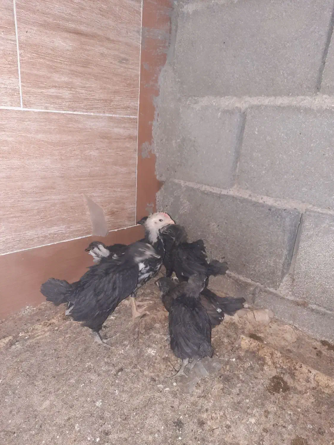 جوجه مرغ خروس جهادی بلک52روزه اکسنخورده پاینوبخون|حیوانات مزرعه|شاهرود, |دیوار