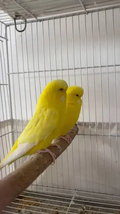 مرغ عشق نر و ماده|پرنده|خواف, |دیوار