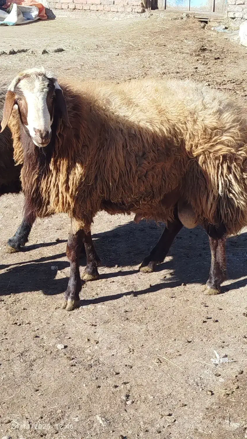 قوچ یک ساله  قیمت 35000000|حیوانات مزرعه|اردبیل, |دیوار