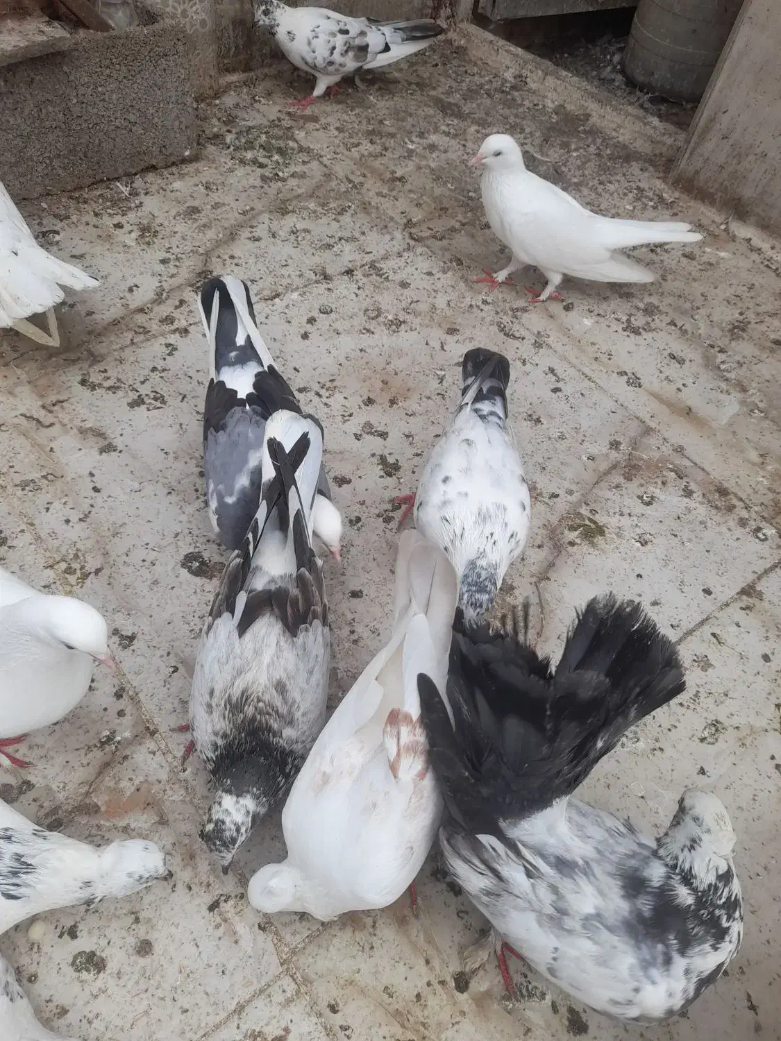 کبوتر|پرنده|قائمشهر, |دیوار